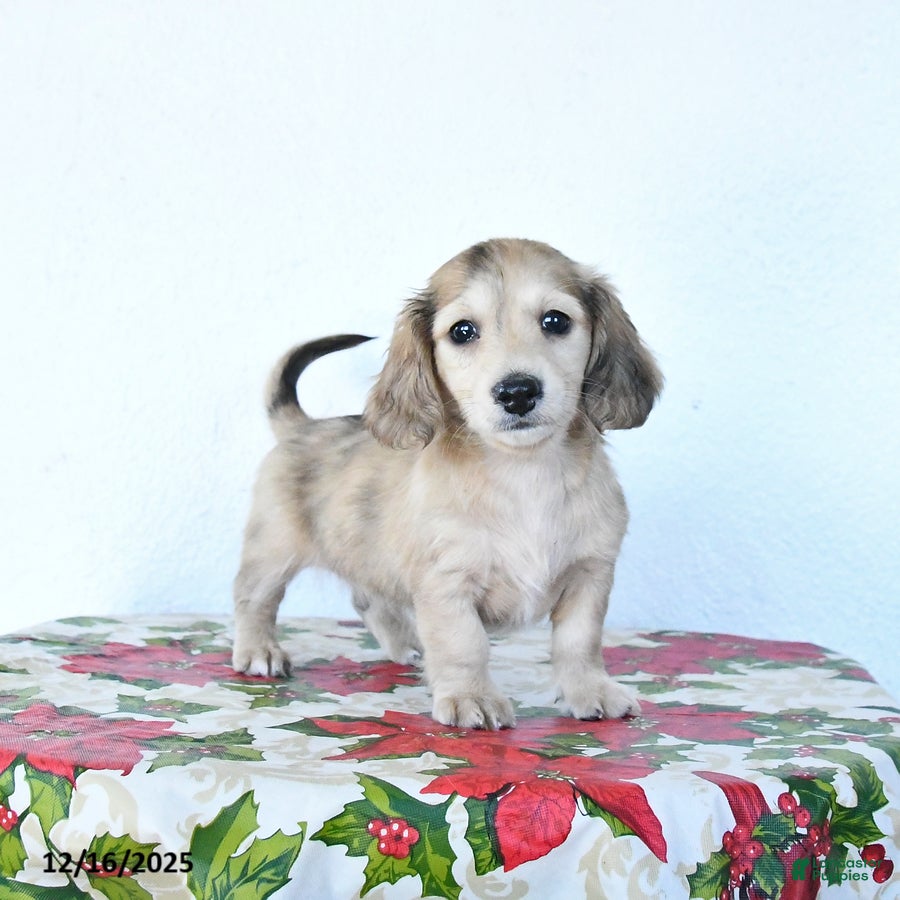 Miniature Dachshund dogs Buddy - Ad 11