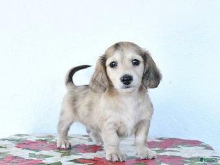 Miniature Dachshund dogs Buddy - Ad 6