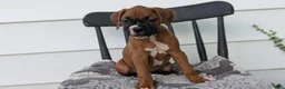 Boxer dogs for sale: Kona - Ad 3