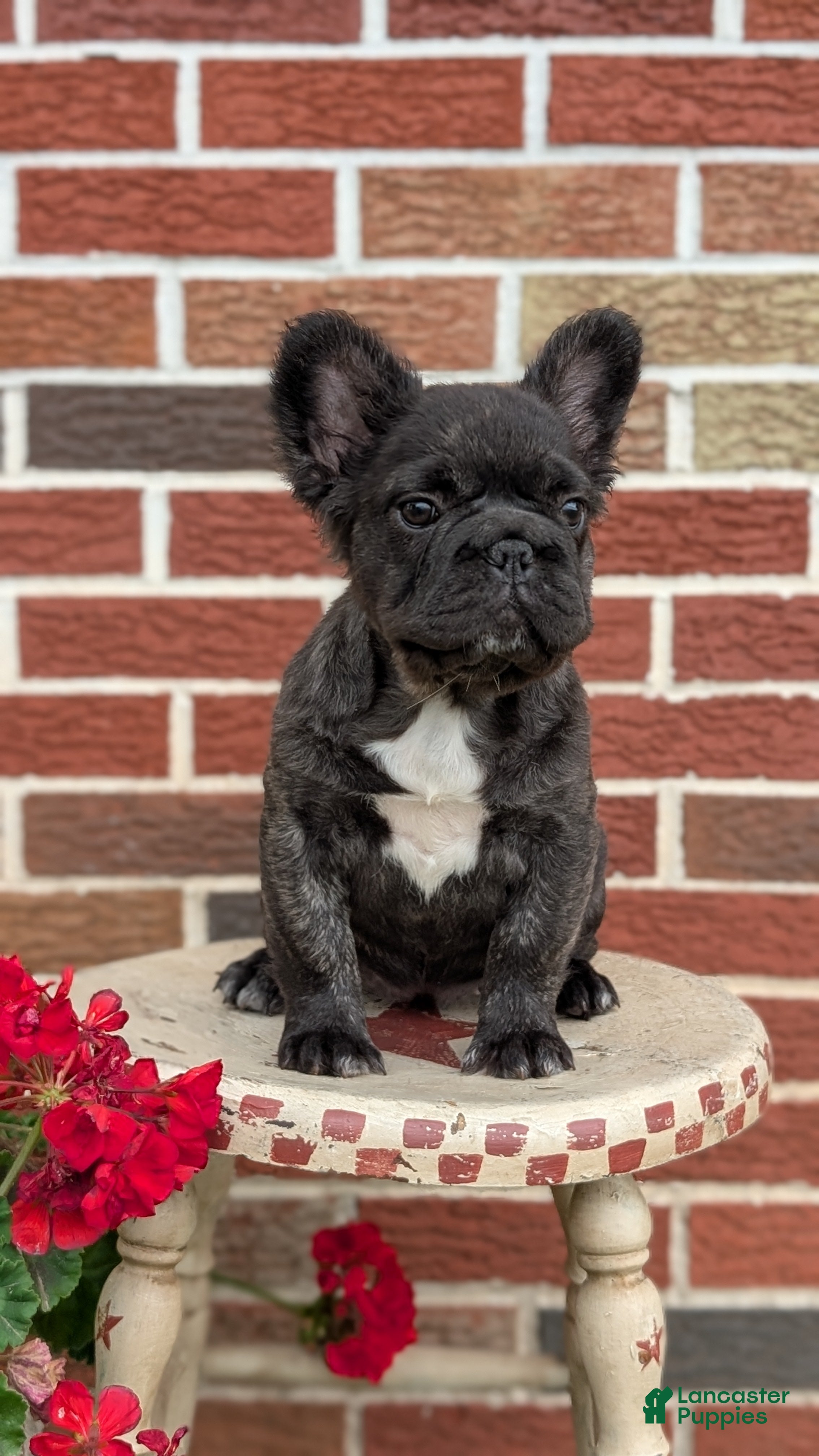 French Bulldog dogs Ezi - Ad 2