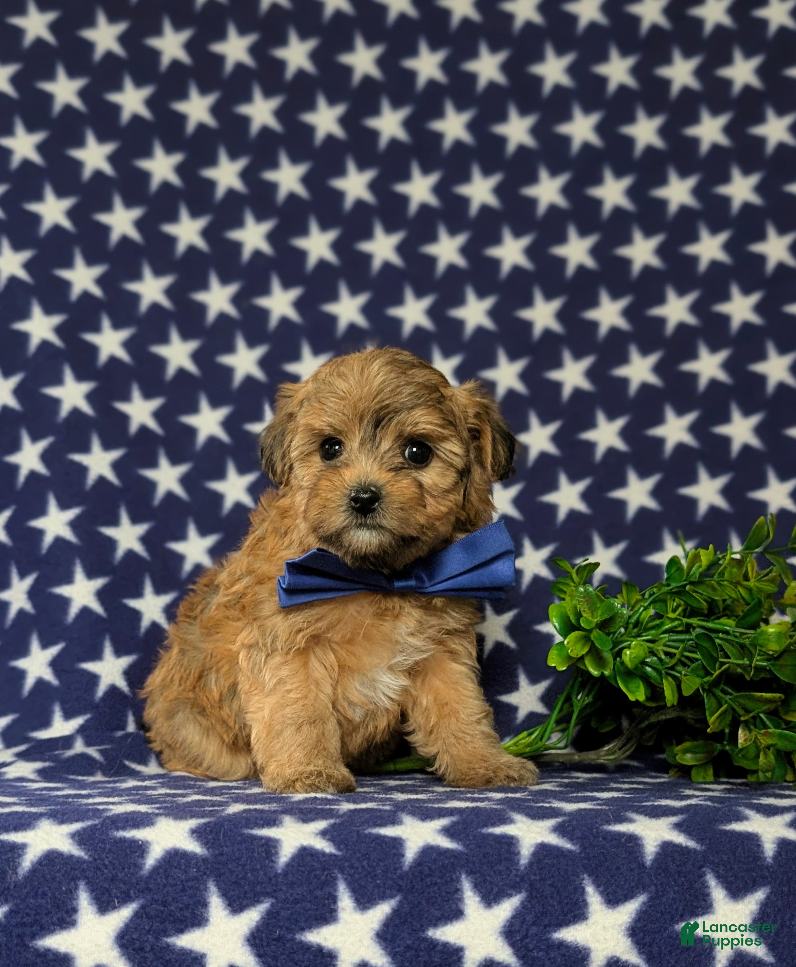 Yorkiepoo dogs Graham - Ad 2
