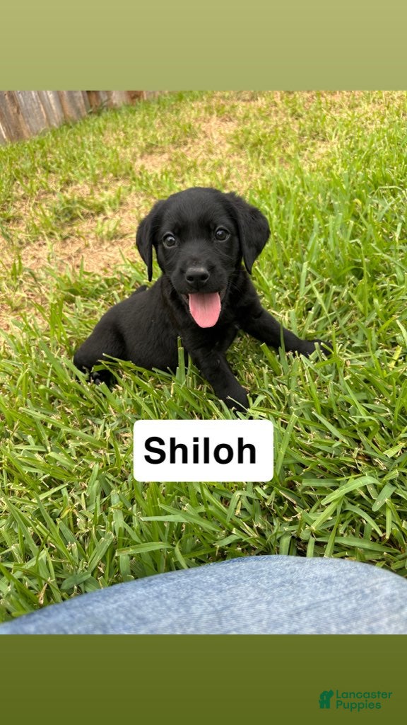 Labrador Retriever dogs for sale: Shiloh - Ad 2