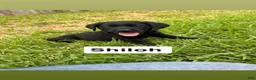 Labrador Retriever dogs for sale: Shiloh - Ad 1