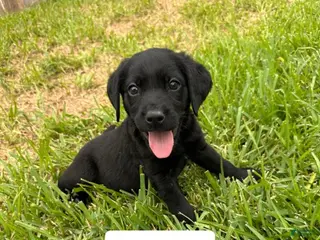 Labrador Retriever dogs Shiloh - Ad 4