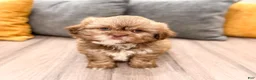 Shih Tzu dogs for sale: Gus - Ad 6