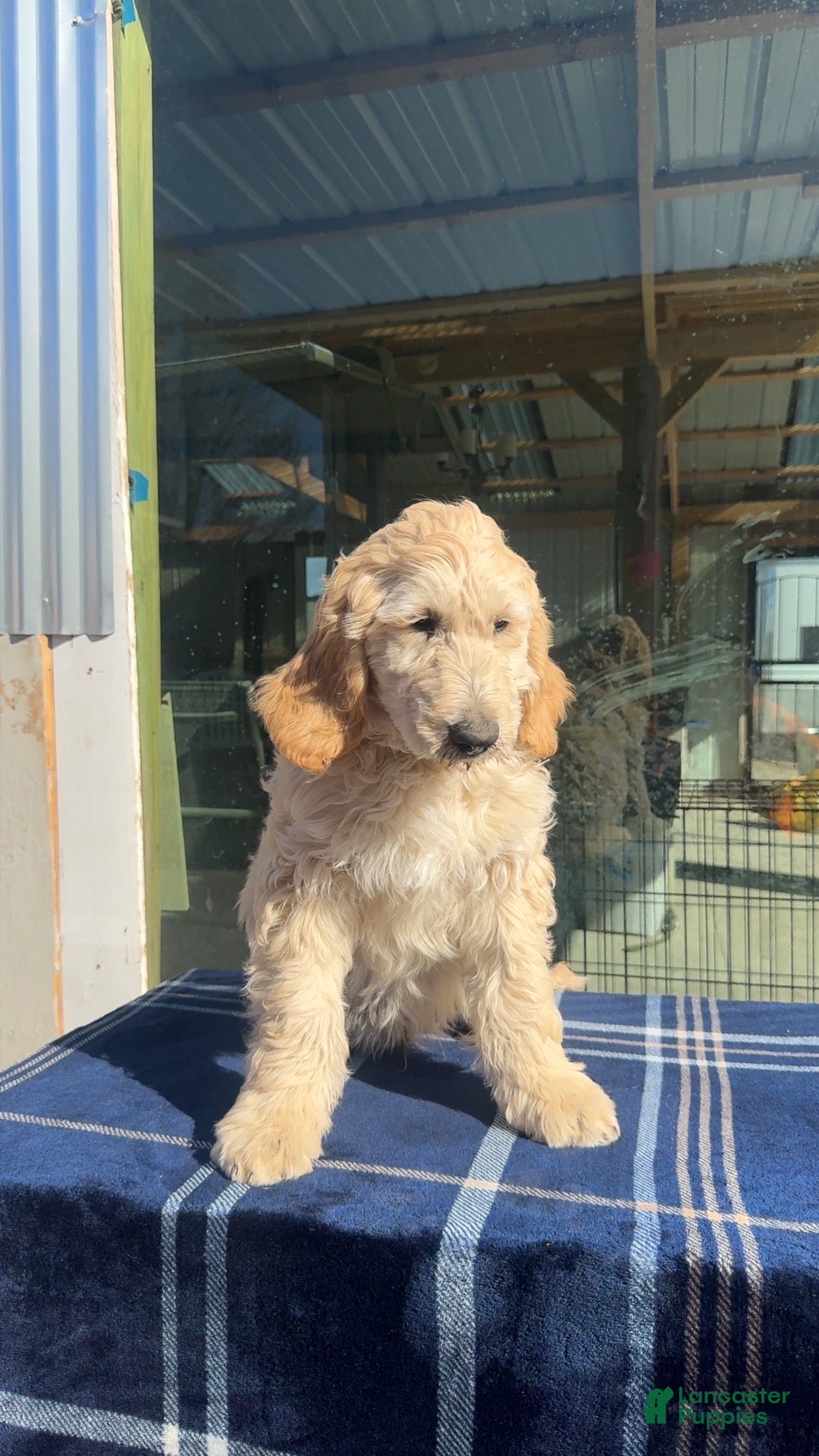 Goldendoodle dogs Oliver - Ad 15