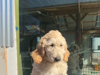 Goldendoodle dogs Oliver - Ad 15