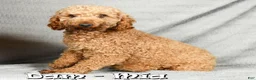 Miniature Poodle dogs for sale: Nolan - Ad 10