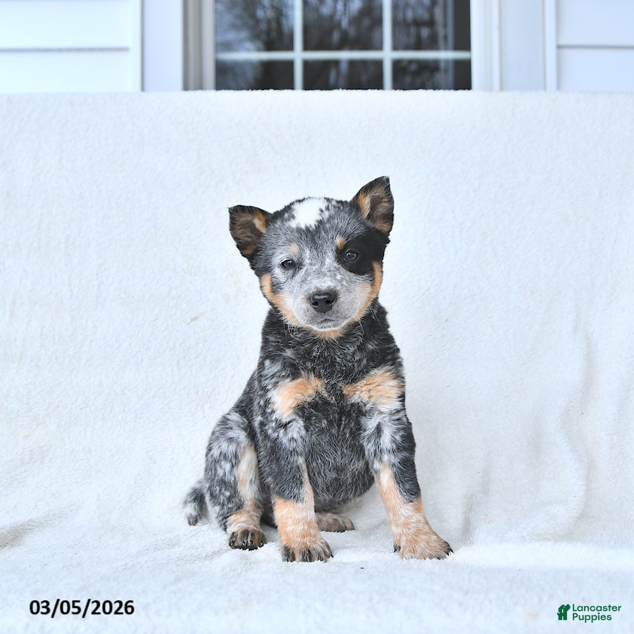 Australian Cattle Dog dogs Doris - Ad 1