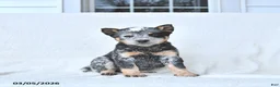 Australian Cattle Dog dogs for sale: Doris - Ad 1