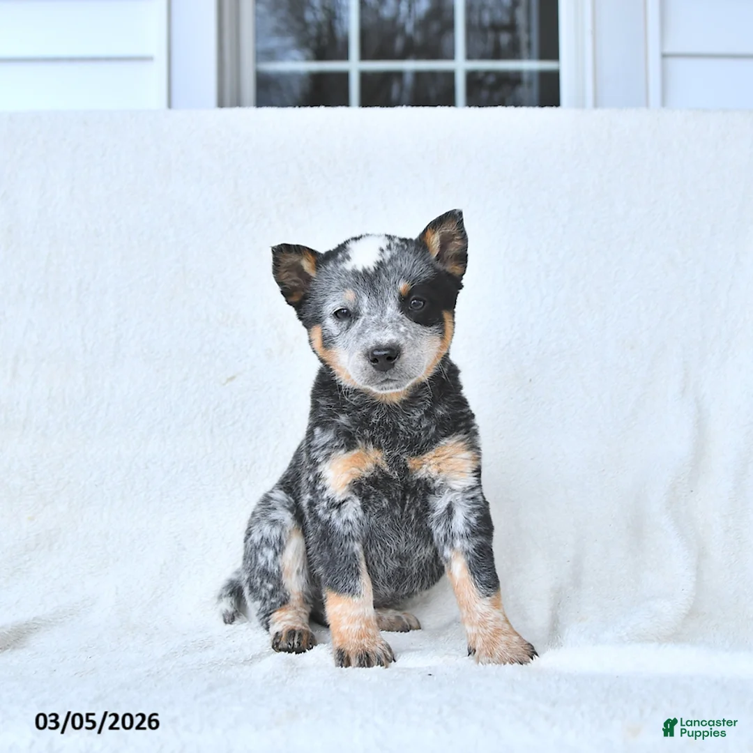 Australian Cattle Dog dogs for sale: Doris - Ad 1