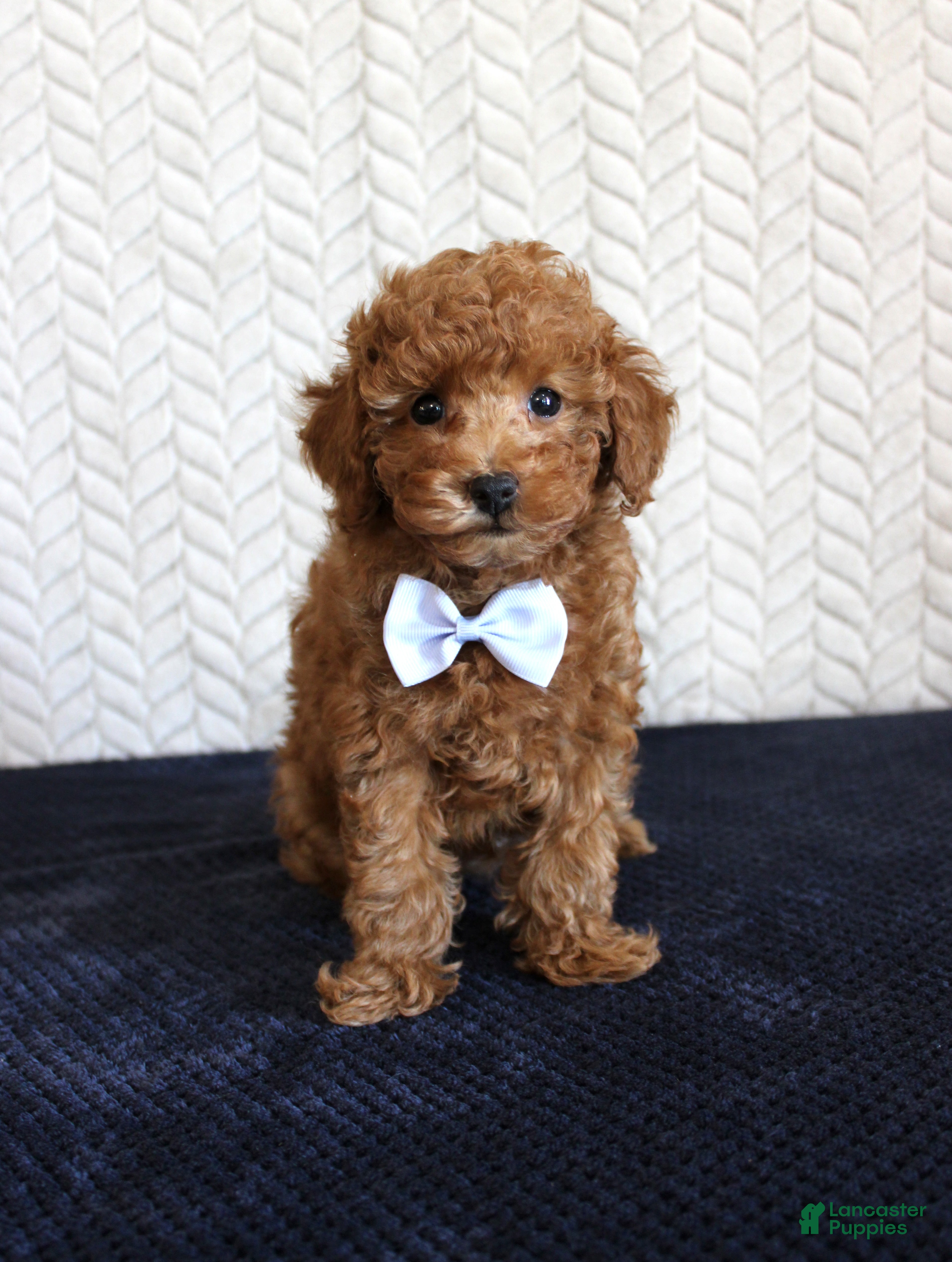 Toy Poodle dogs Ryder - Ad 39