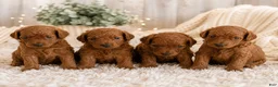 Toy Poodle dogs for sale: Toy Poodle 1 - Ad 2