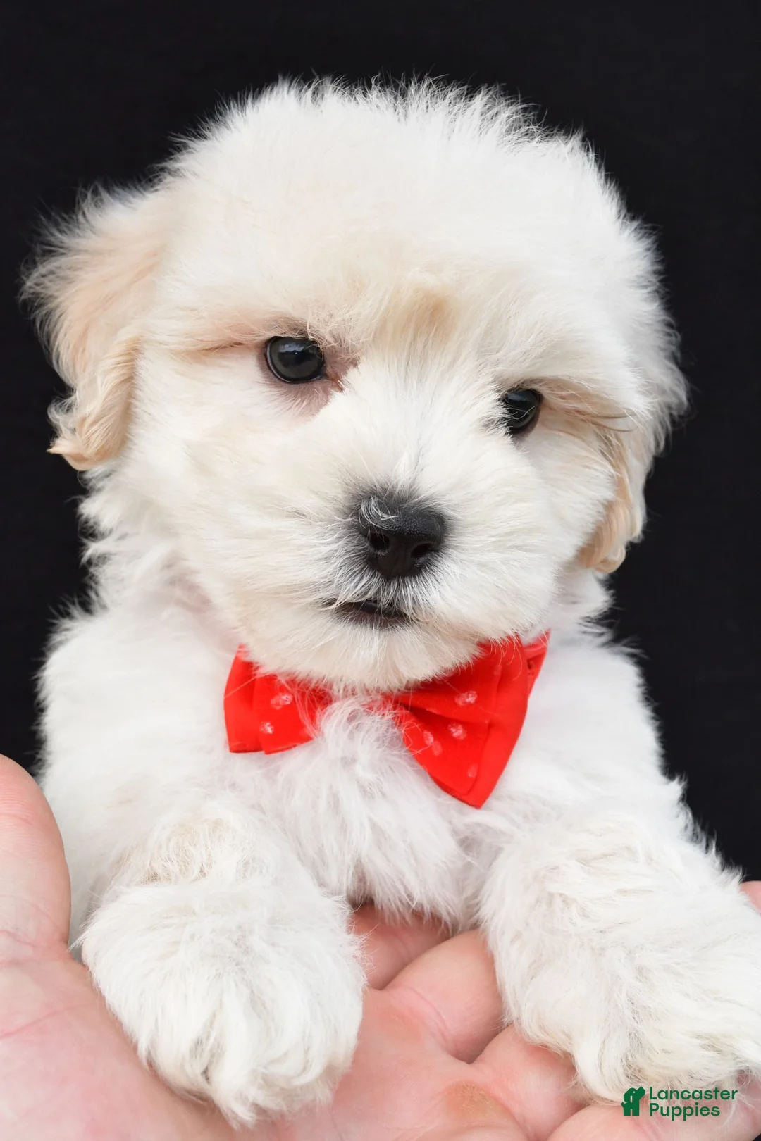 Maltipoo dogs for sale: Tommy - Ad 1