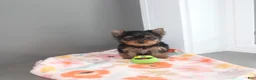 Yorkshire Terrier dogs for sale: Pansy - Ad 4