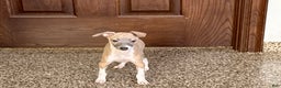Italian Greyhound dogs for sale: Gerald - Ad 10