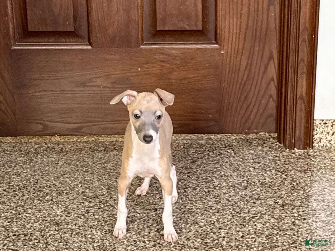 Italian Greyhound dogs for sale: Gerald - Ad 10