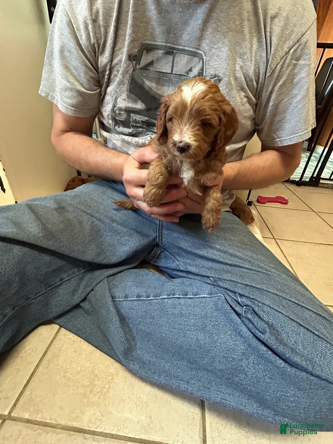 Mini Goldendoodle dogs for sale: Petite Juliette Mini Goldendoodle Puppy 4 - Ad 1