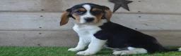 Beagle dogs for sale: Remigton - Ad 3