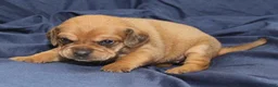 Puggle dogs for sale: Bambi - Ad 4