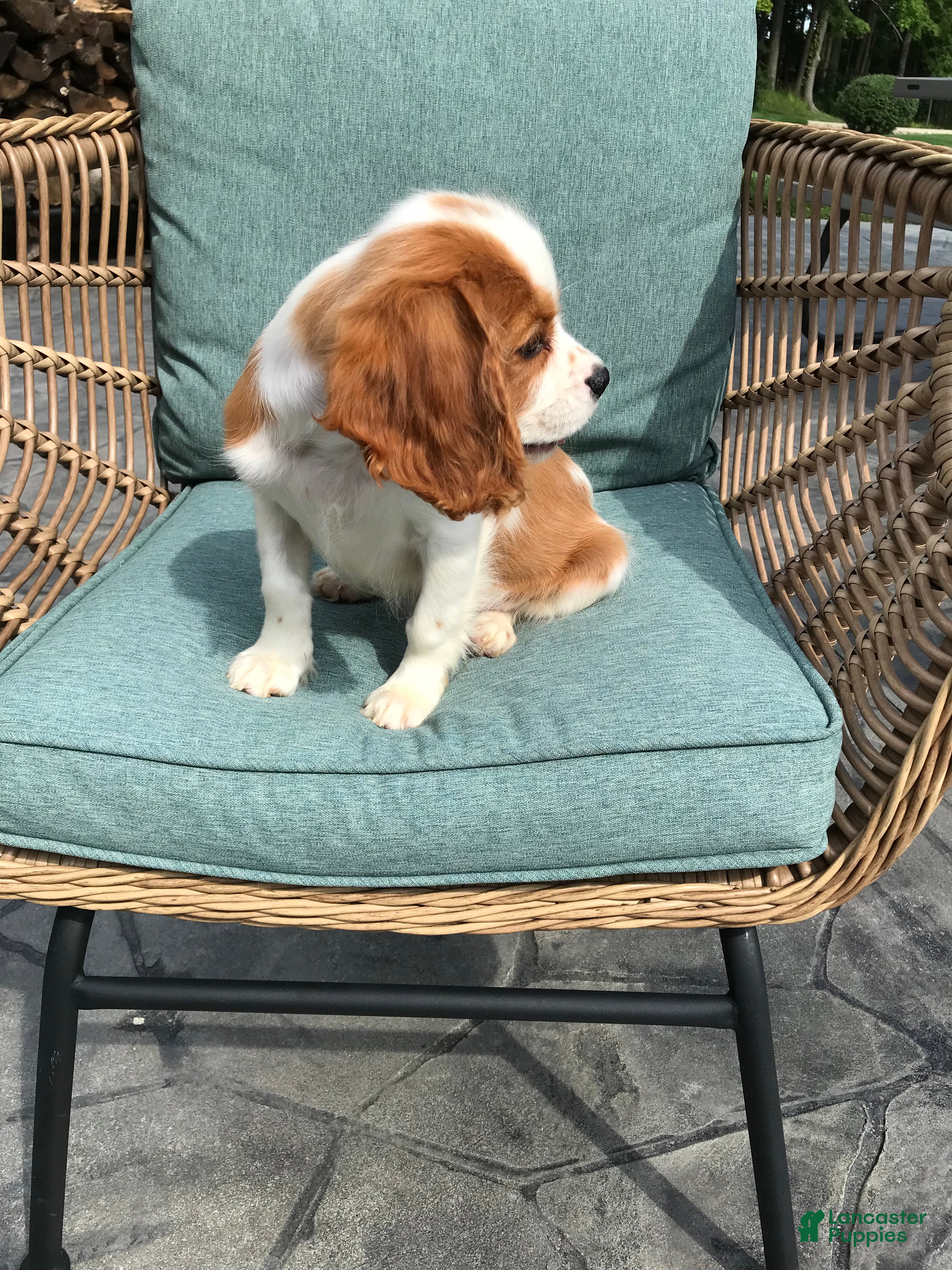 Cavalier King Charles Spaniel dogs Cavalier King Charles Spaniel 1 - Ad 2