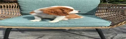 Cavalier King Charles Spaniel dogs for sale: Cavalier King Charles Spaniel 1 - Ad 2
