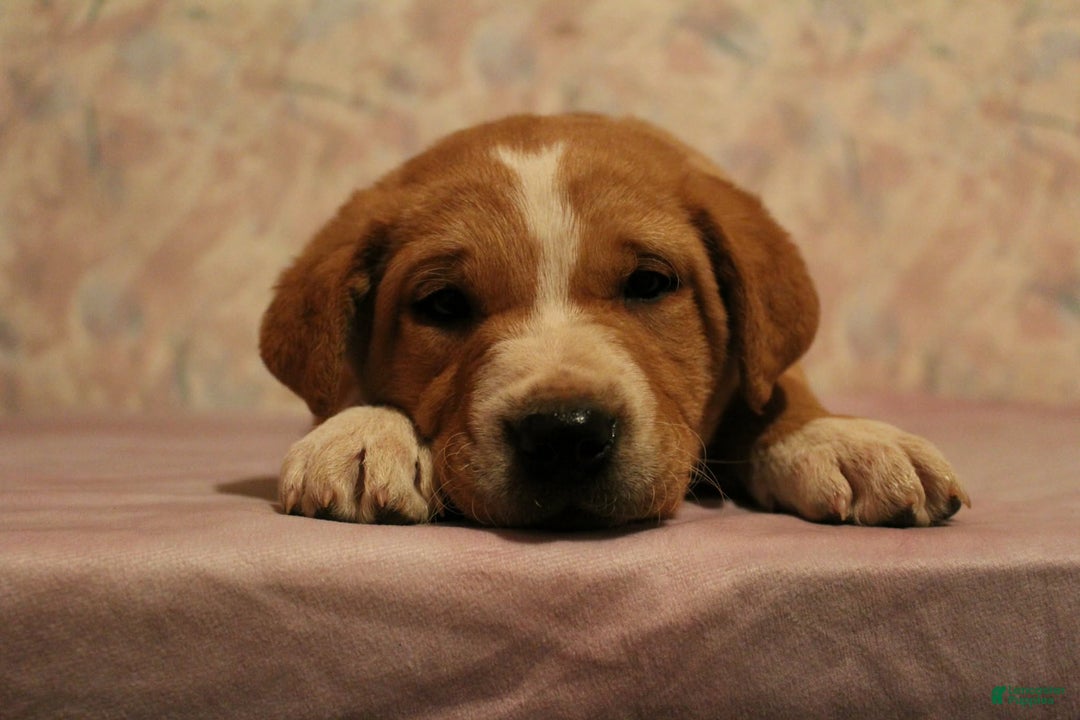 Goldador dogs for sale: Moose - Ad 2