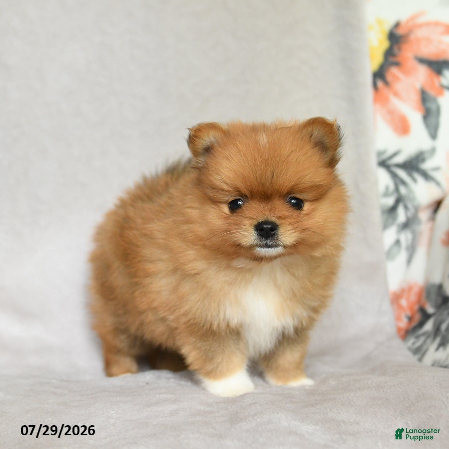 Pomeranian dogs Brian - Ad 1