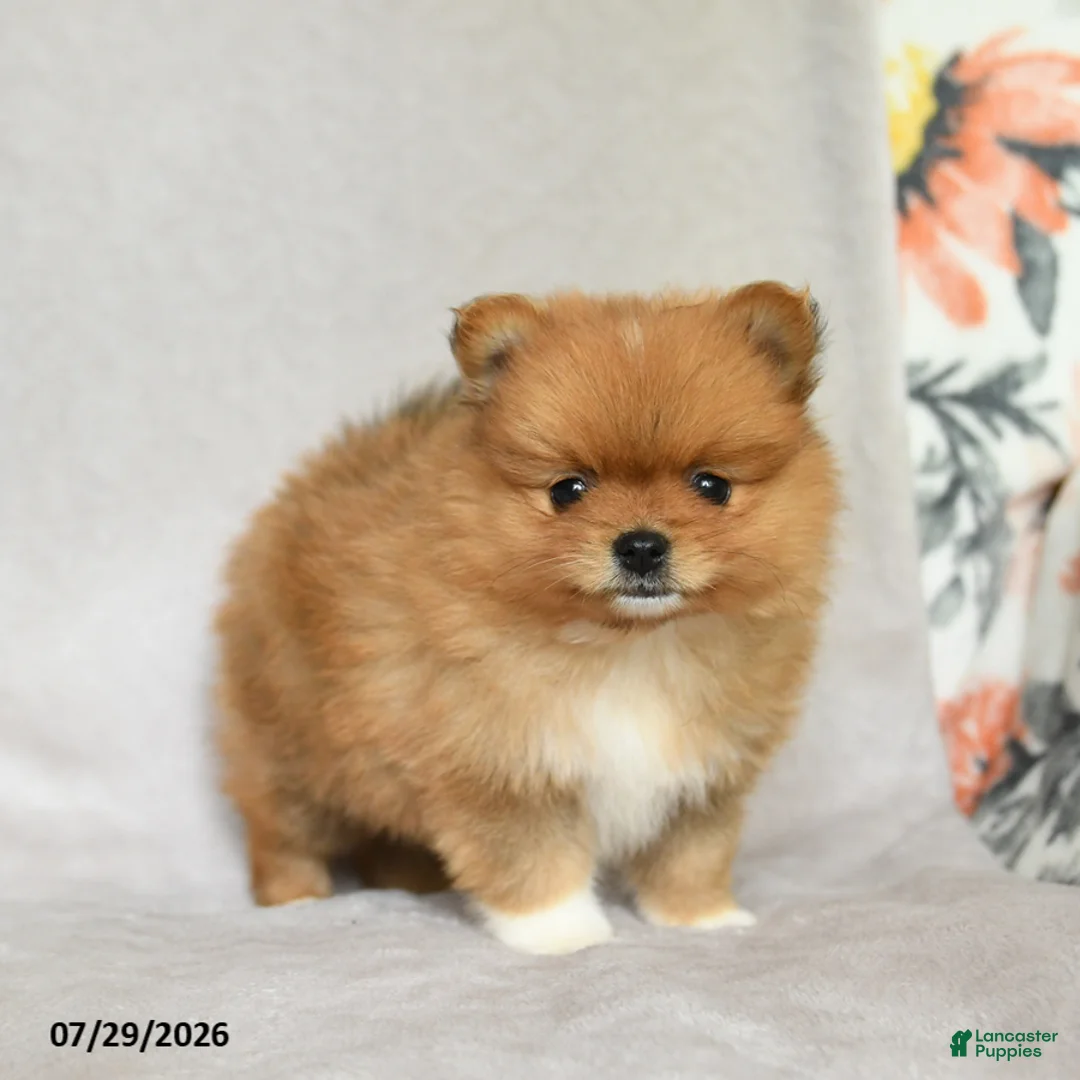 Pomeranian dogs for sale: Brian - Ad 1