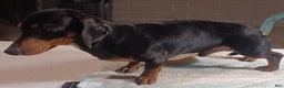 Miniature Dachshund dogs for sale: Remi - Ad 11