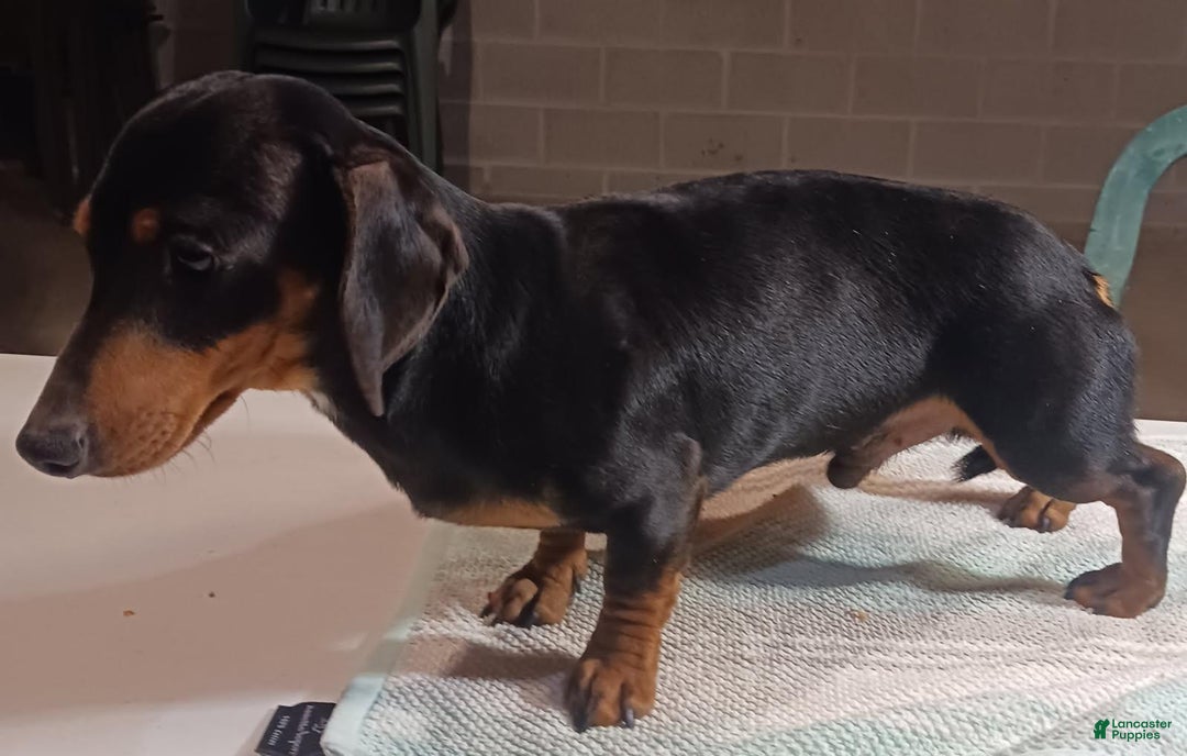 Miniature Dachshund dogs for sale: Remi - Ad 11