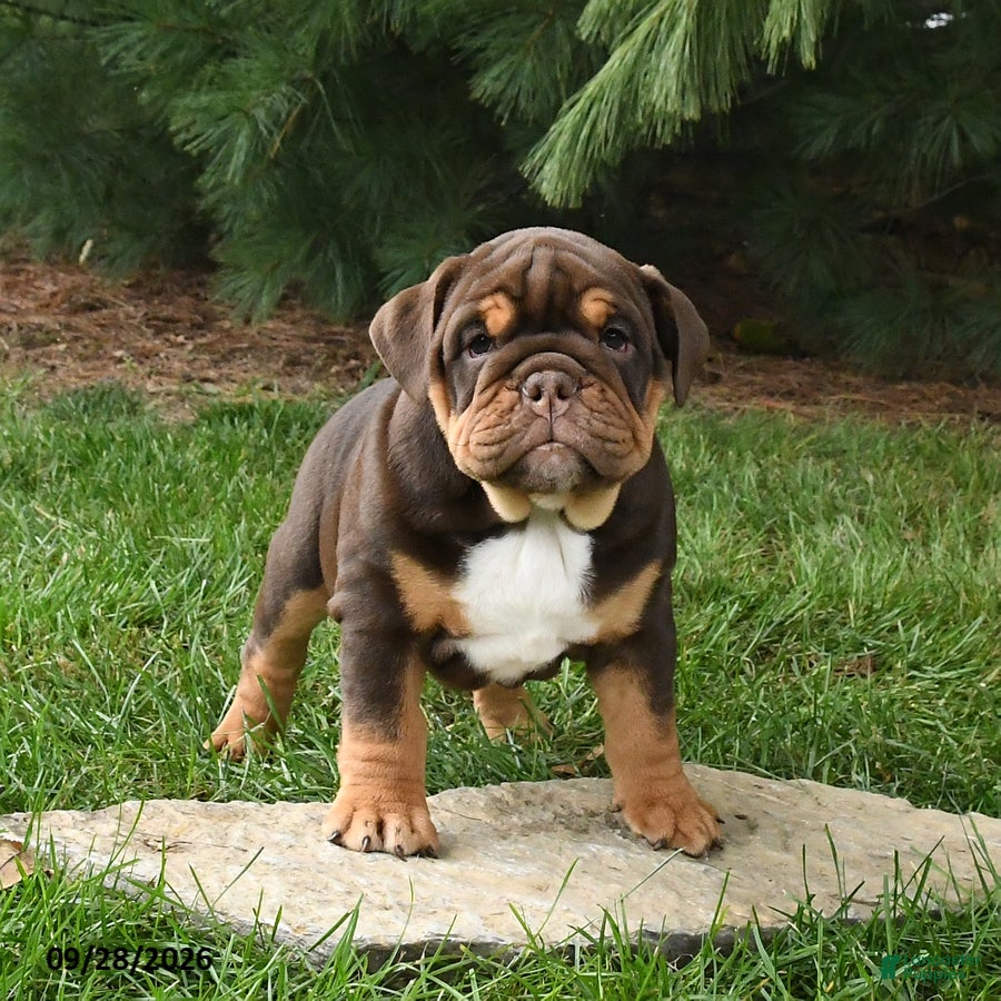 English Bulldog dogs Dixie - Ad 2