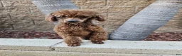 Toy Poodle dogs for sale: Batman - Ad 4