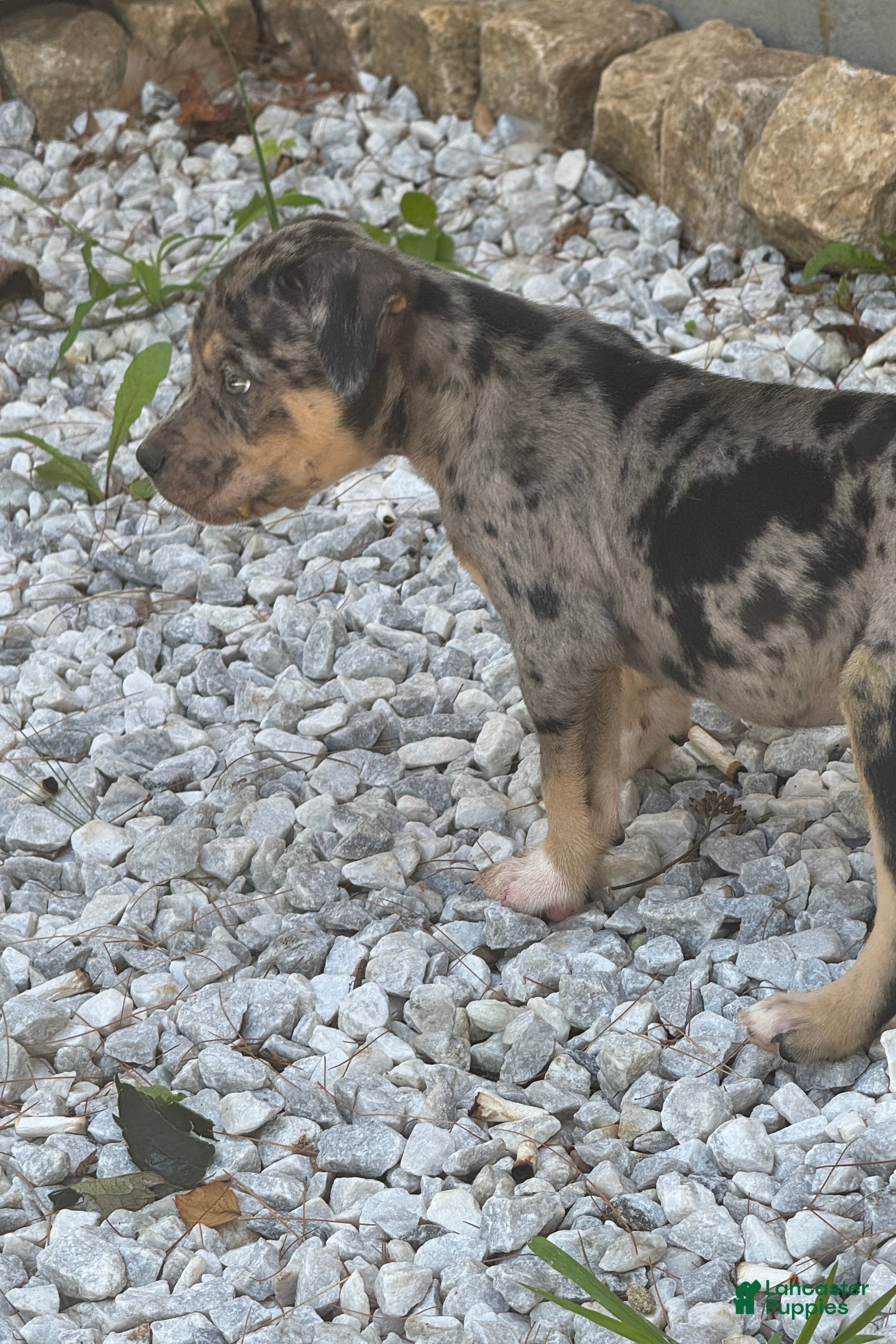 American Bully dogs for sale: Monopoly - Ad 4