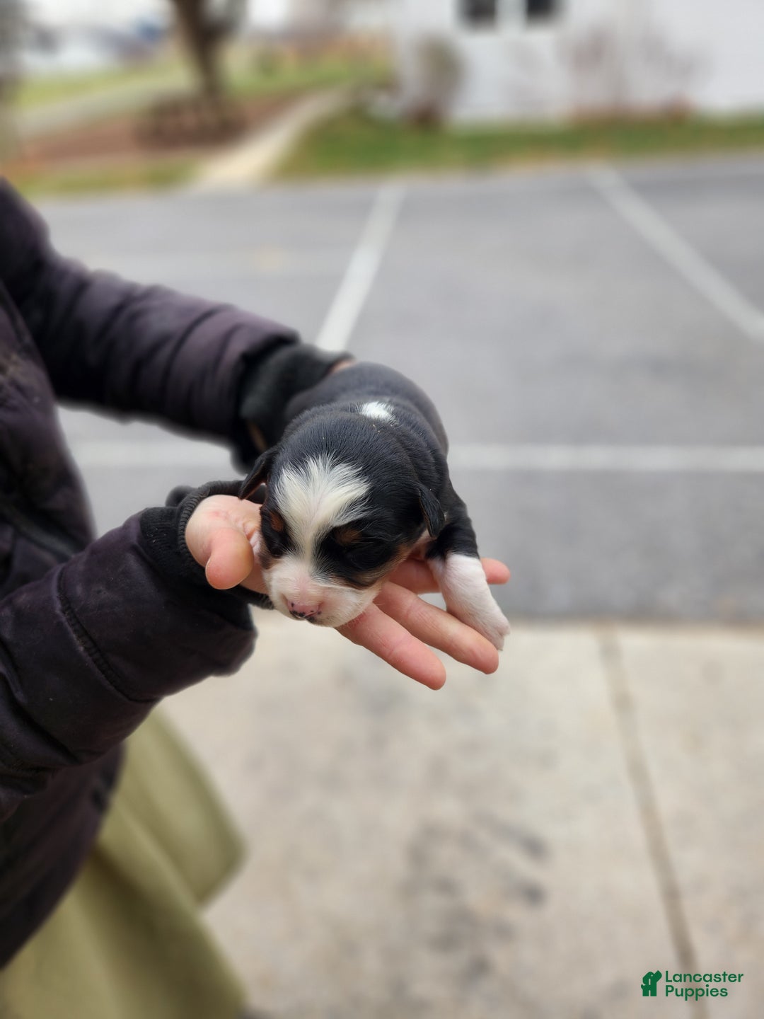 Australian Shepherd dogs for sale: Prince - Ad 3