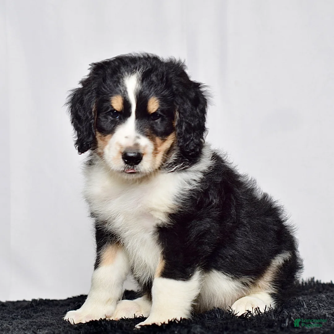 Bernedoodle dogs for sale: Mr. Hudson - Ad 2