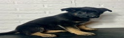 German Shepherd dogs for sale: Daisy - Ad 4