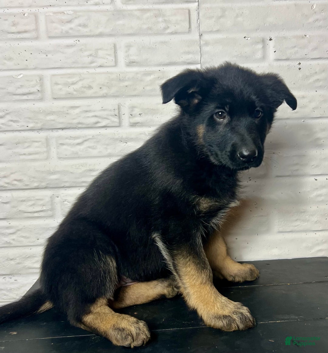 German Shepherd dogs for sale: Daisy - Ad 4