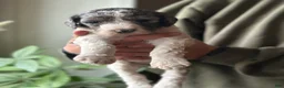 Standard Poodle dogs for sale: Piper, Standard Poodle Puppy 4 - Ad 13