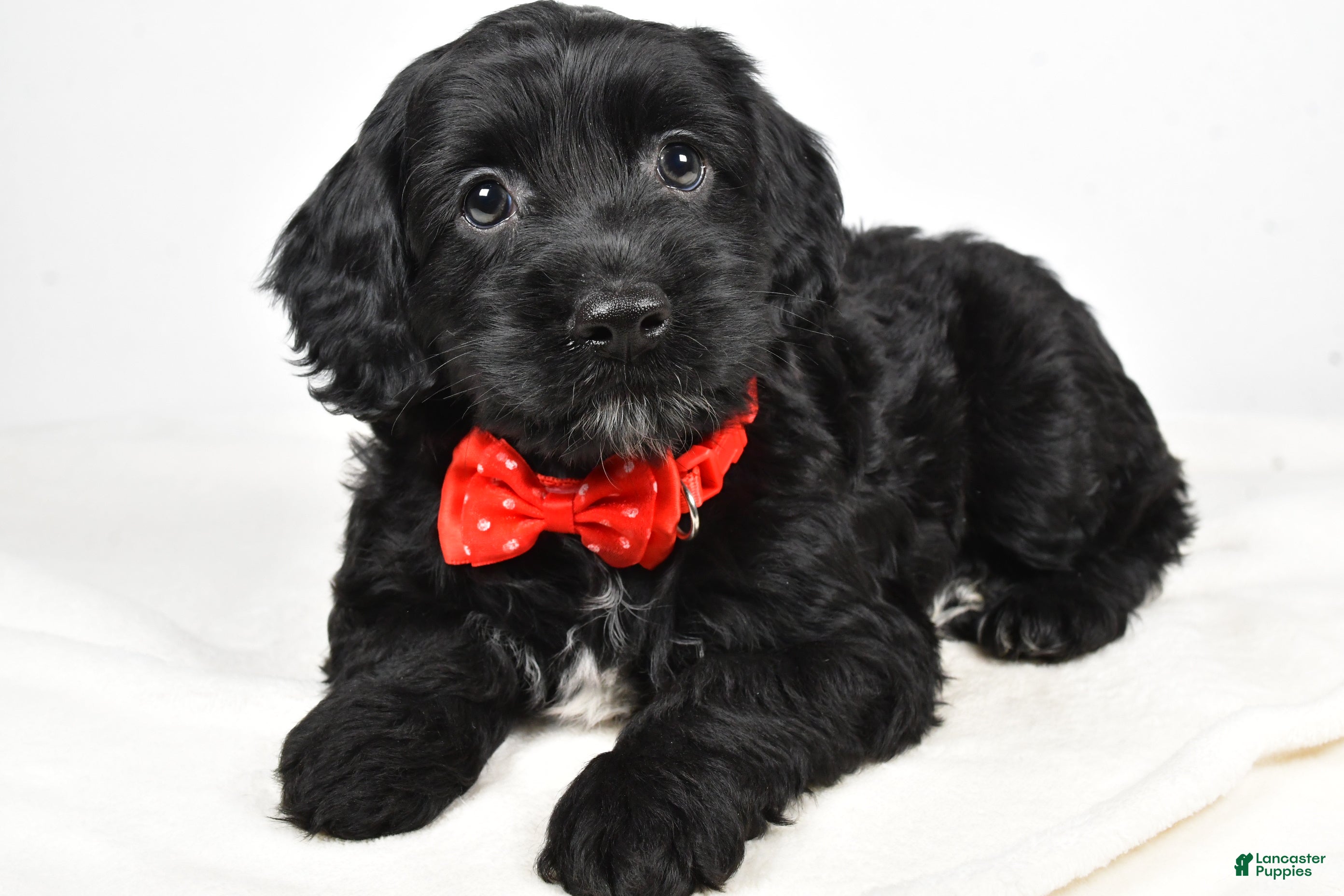 Cockapoo dogs Carter - Ad 14