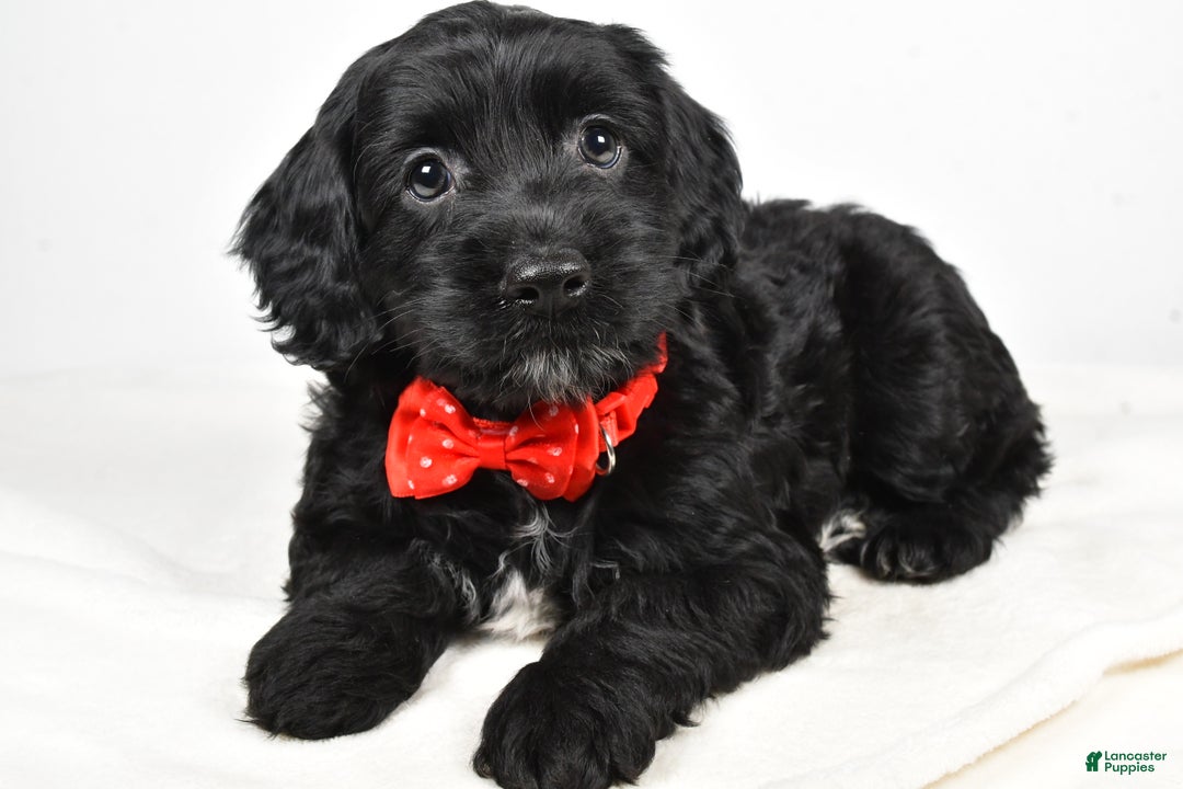 Cockapoo dogs for sale: Carter - Ad 1