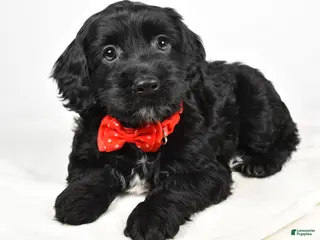 Cockapoo dogs Carter - Ad 37