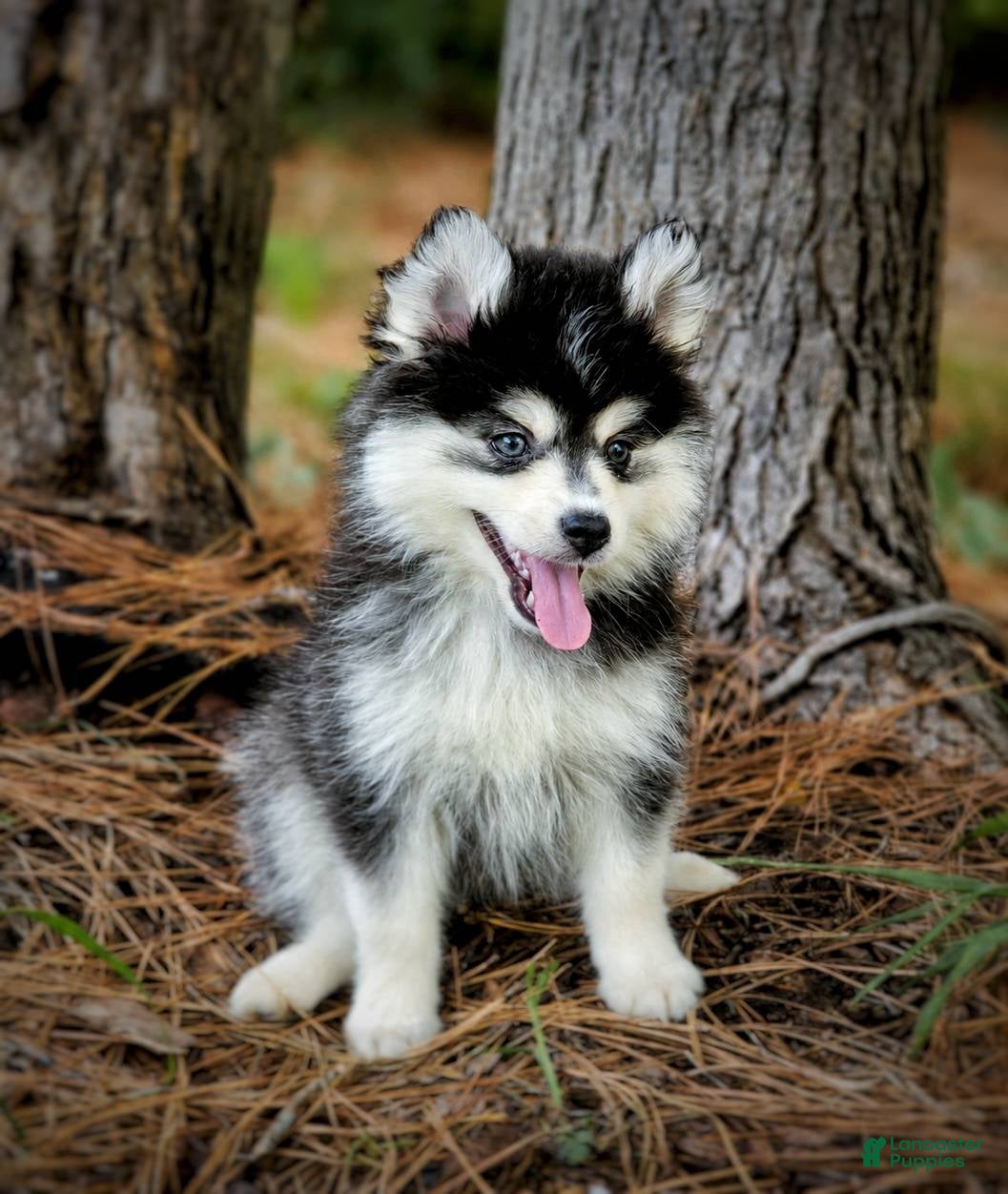 Pomsky dogs Pomsky Puppy Boy - 2 of 5 - Ad 9