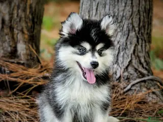 Pomsky dogs Pomsky Puppy Boy - 2 of 5 - Ad 8