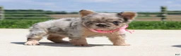 French Bulldog dogs for sale: Macie - Ad 5