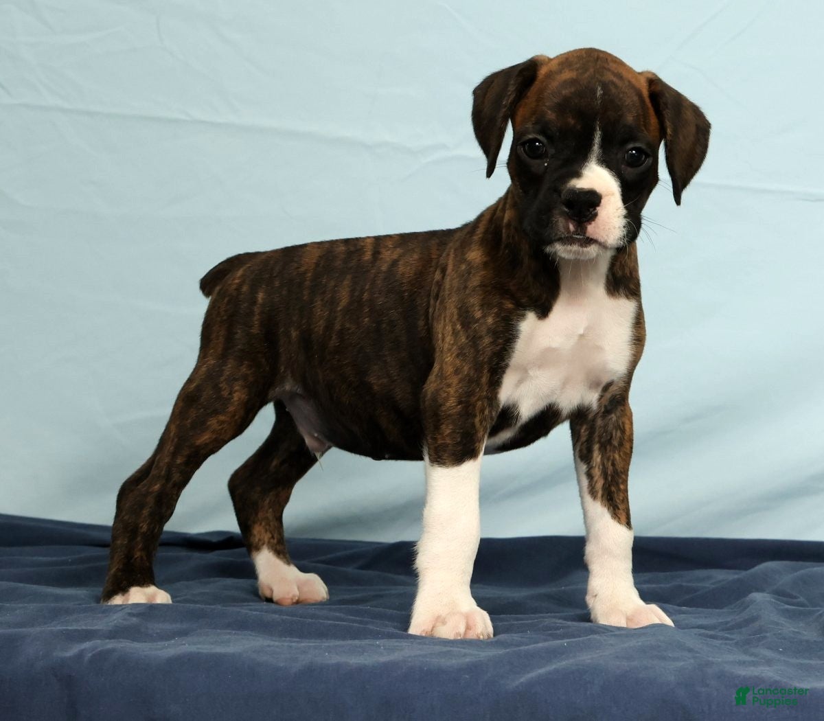 Boxer dogs Carl - Ad 2