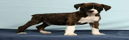Boxer dogs for sale: Carl - Ad 2