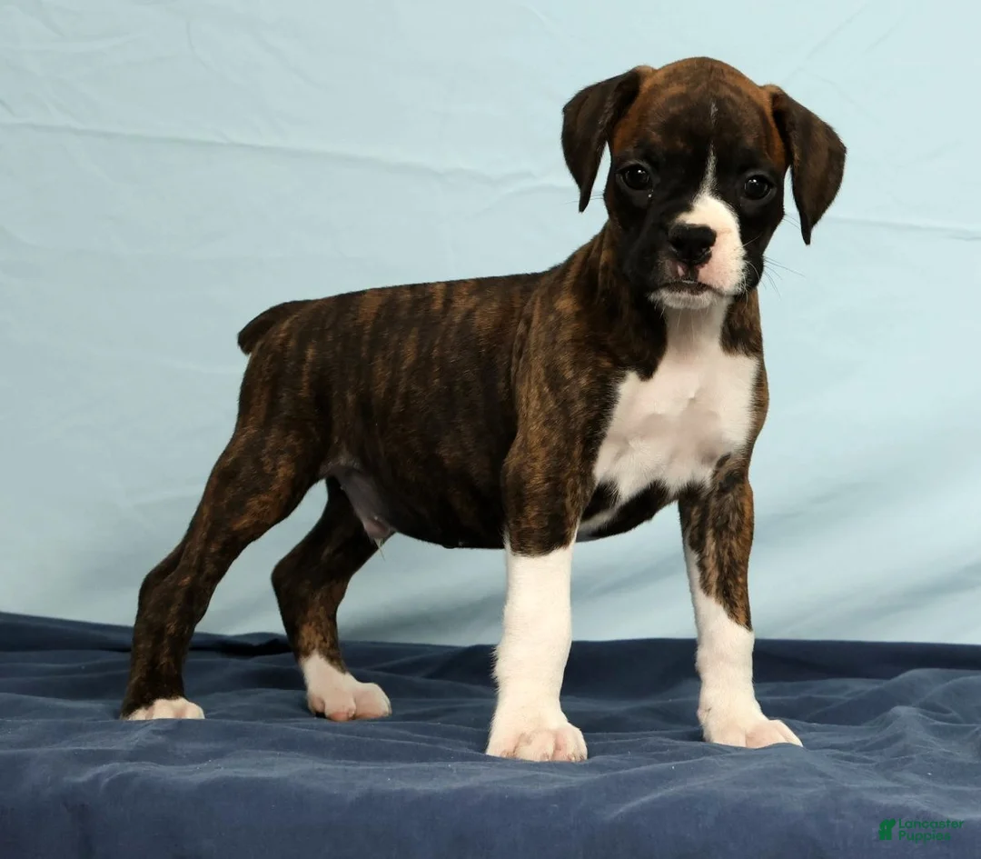 Boxer dogs for sale: Carl - Ad 2