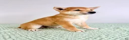 Shiba Inu dogs for sale: Lucy - Ad 5