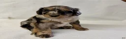 Aussiedoodle dogs for sale: Bruno - Ad 4